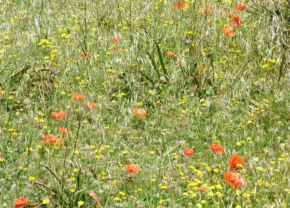 Campo fiorito