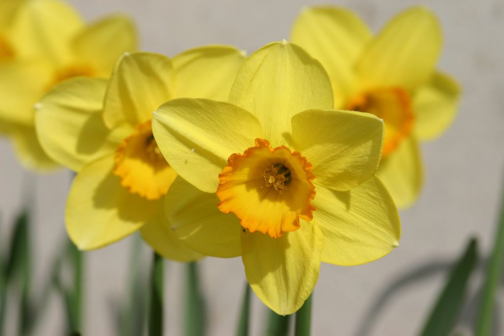 Narciso