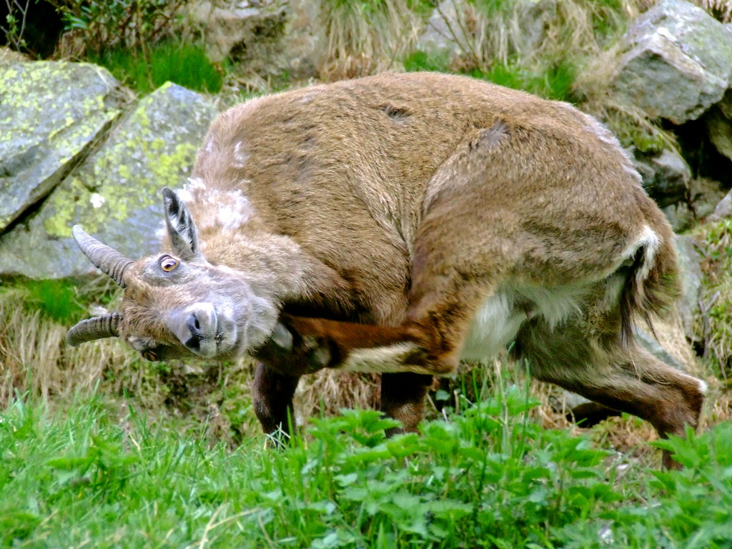 buffo ...