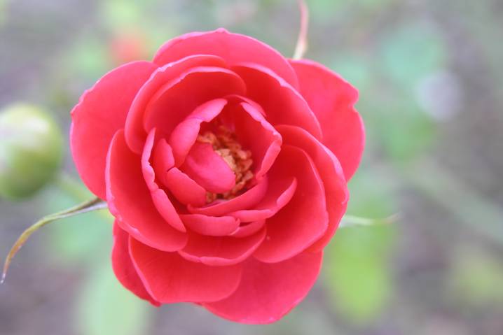 rosa