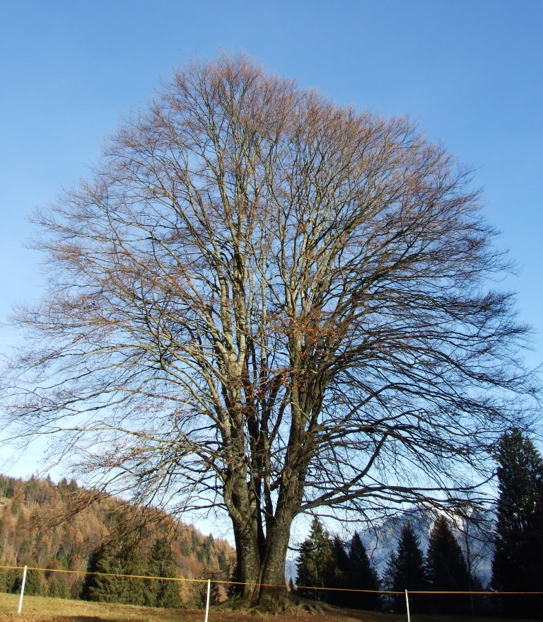 La grande quercia