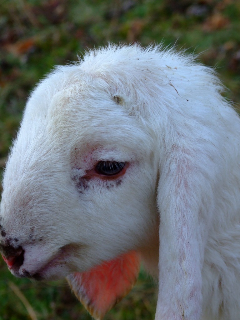 Agnello