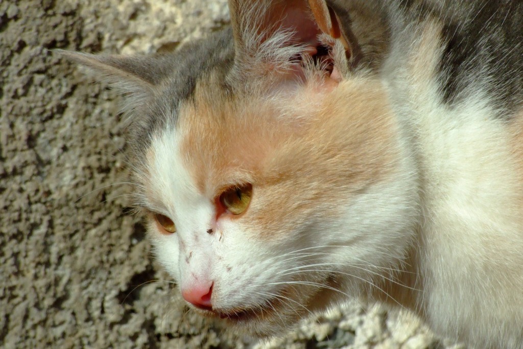Acchi di gatto