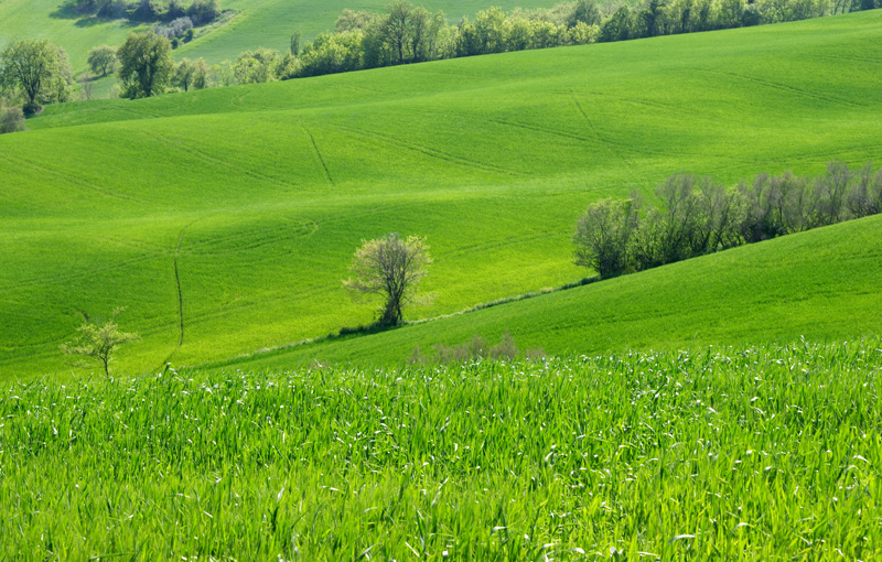 Verde!!