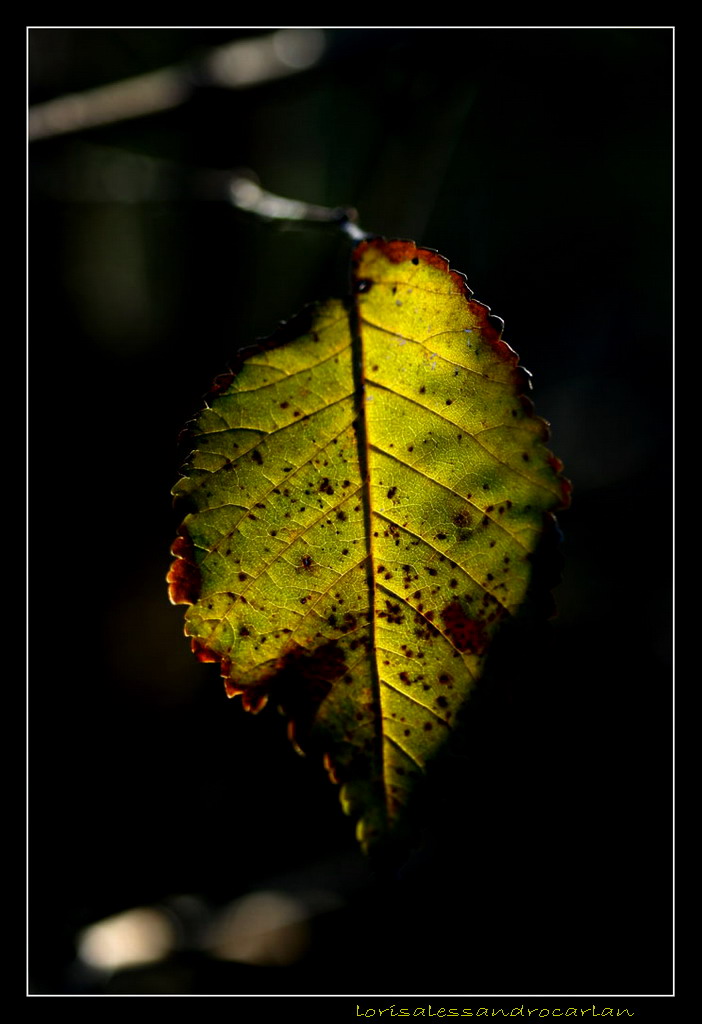 foglia