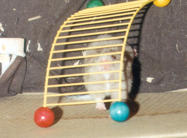 Mr Jingles