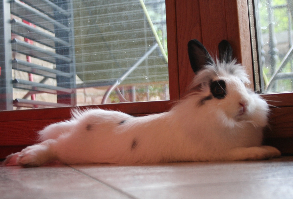 Svampy la Top Model