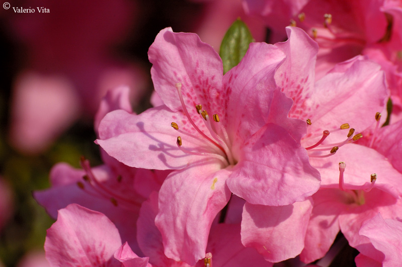 Azalea