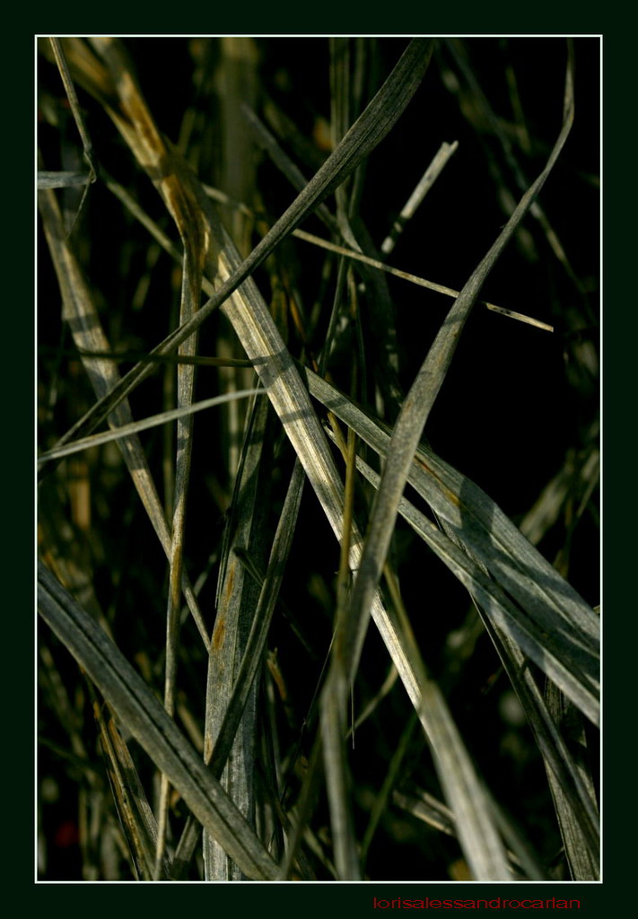 erba secca