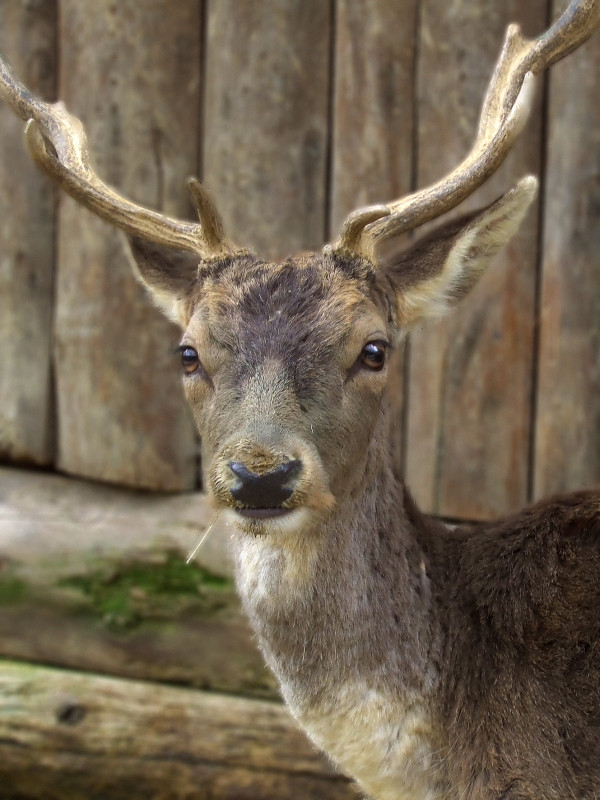 Bambi da grande