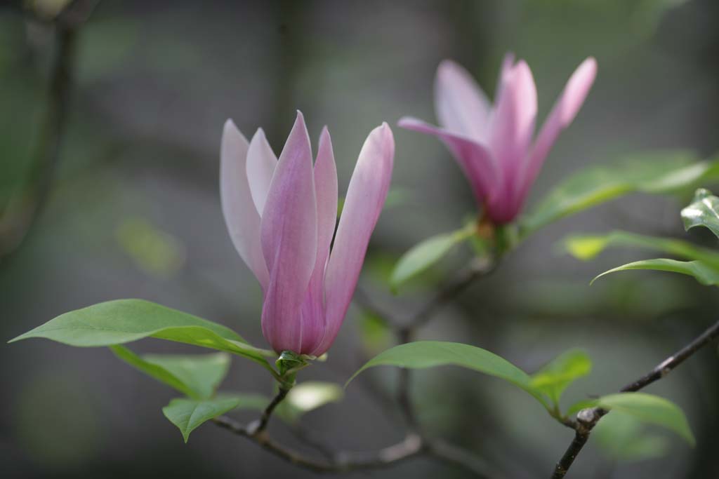 fiori