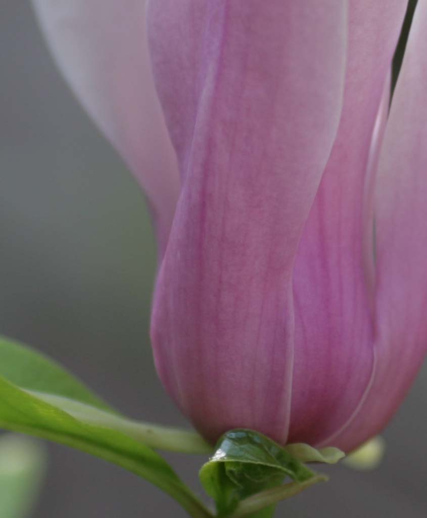 fiori dettaglio