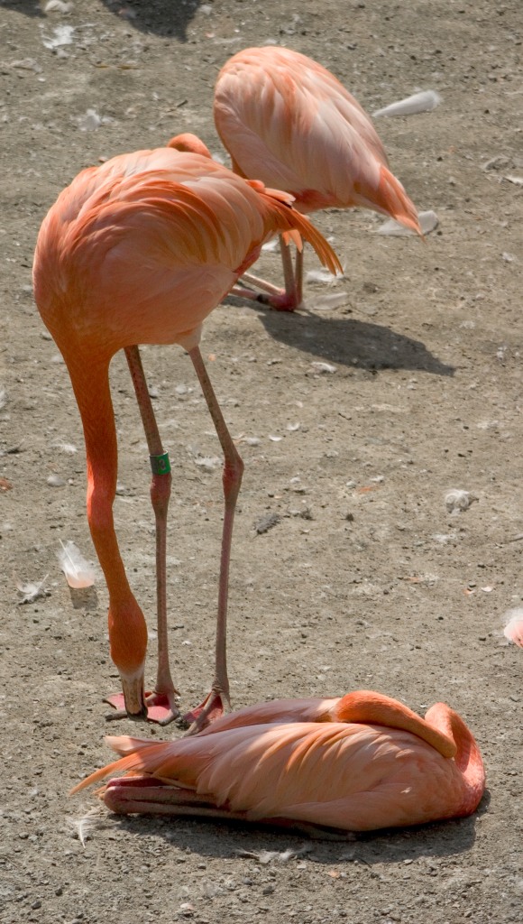 fenicotteri
