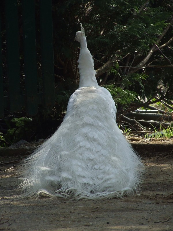 Sposa?
