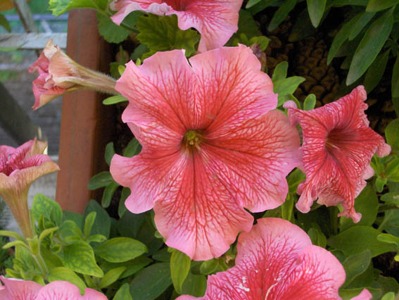 Petunia