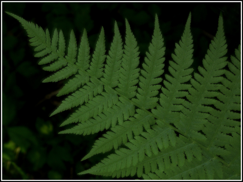 Green is the colour III