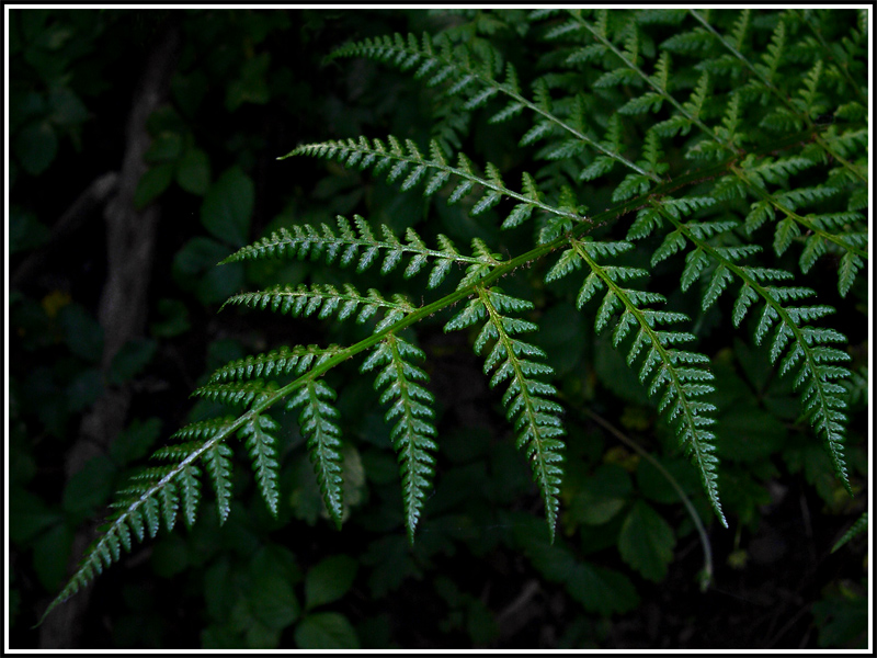 Green is the colour IV