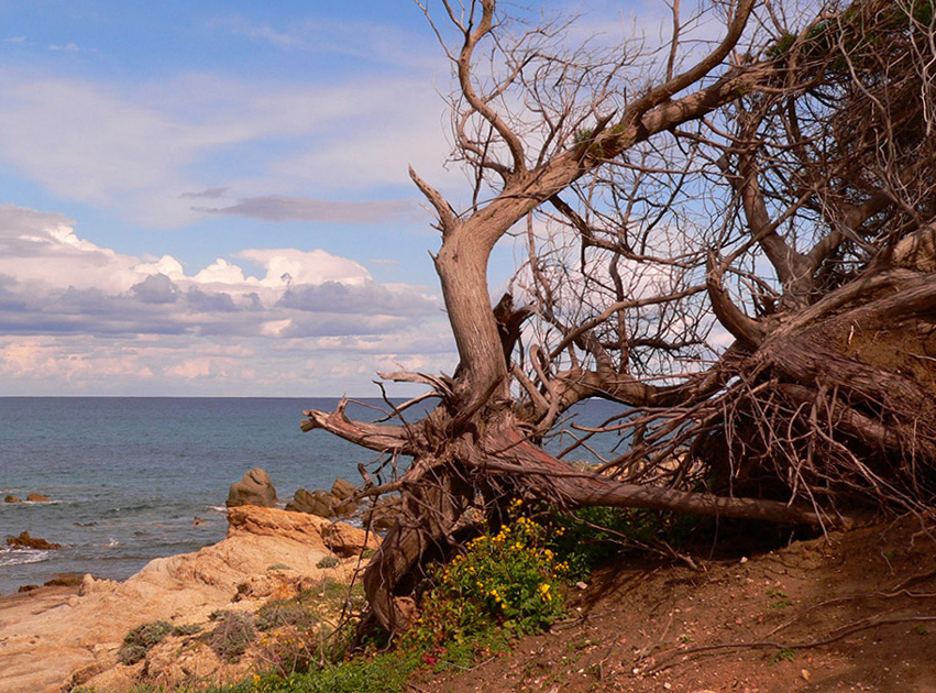 Albero