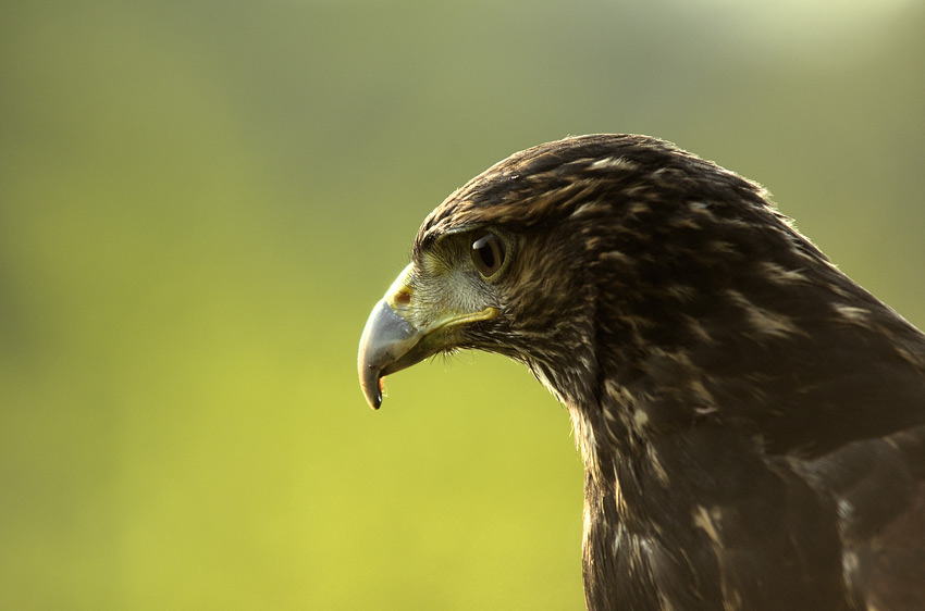 Falco1
