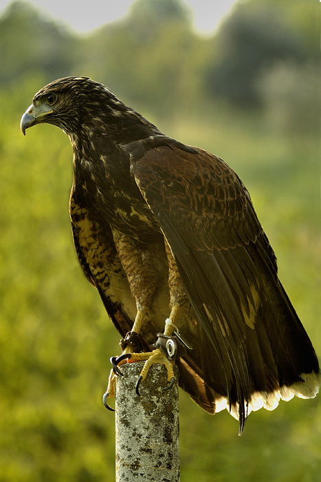 Falco5