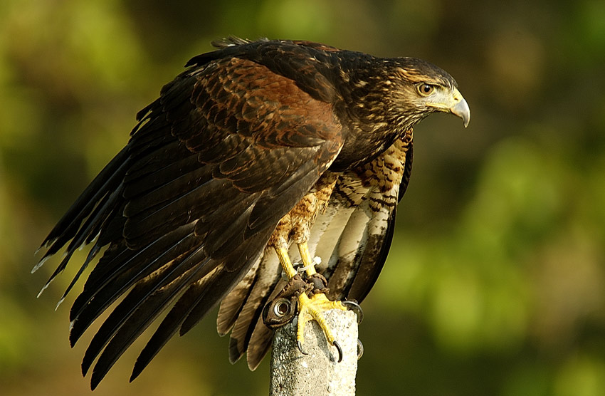 Falco6