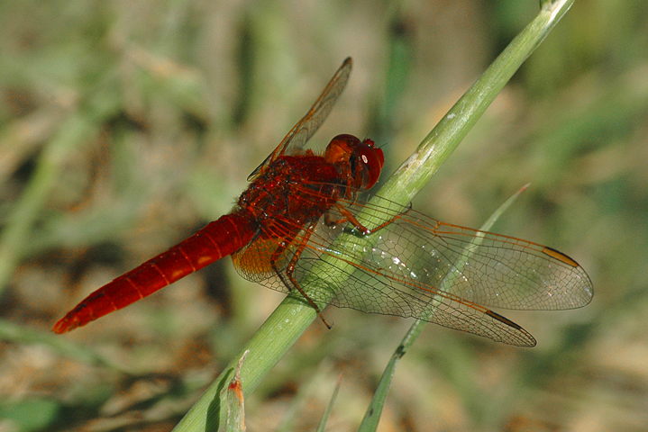 Libellula