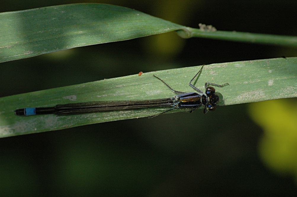 Libellula interista