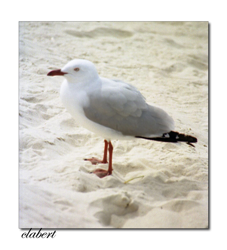 gabbiano