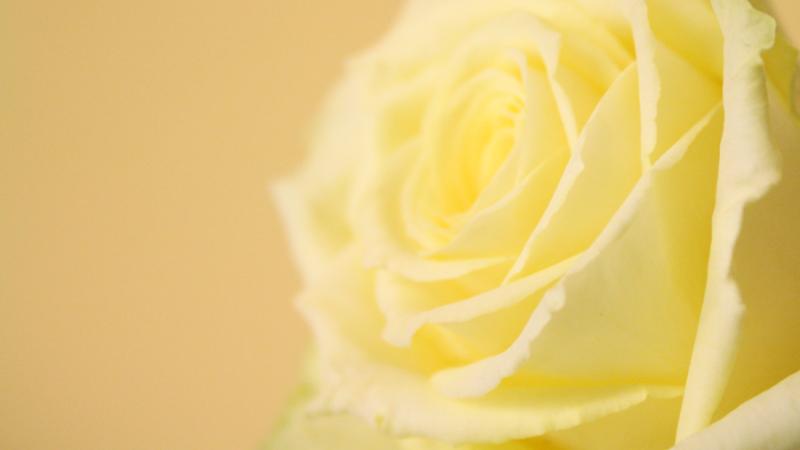 Petali