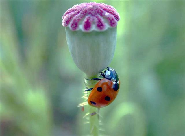 Coccinella da scansione