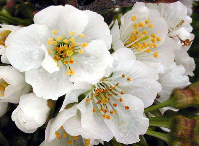 Altro fiore