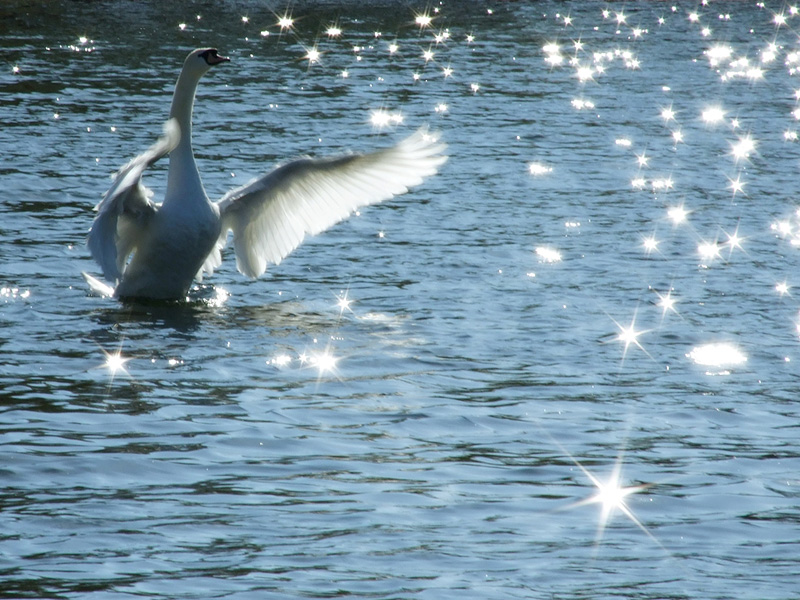 Cigno che si dimena