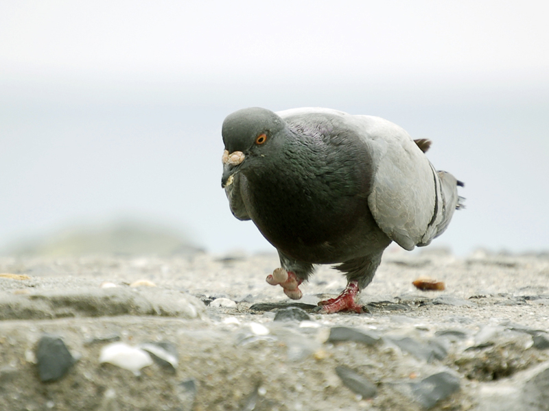 Stop that pigeon