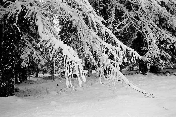 primavera in Valtellina 2