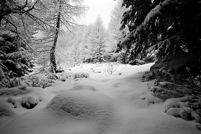 primavera in Valtellina 4