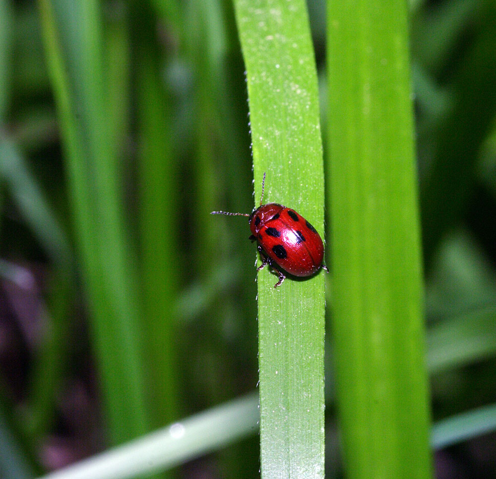 coccinella