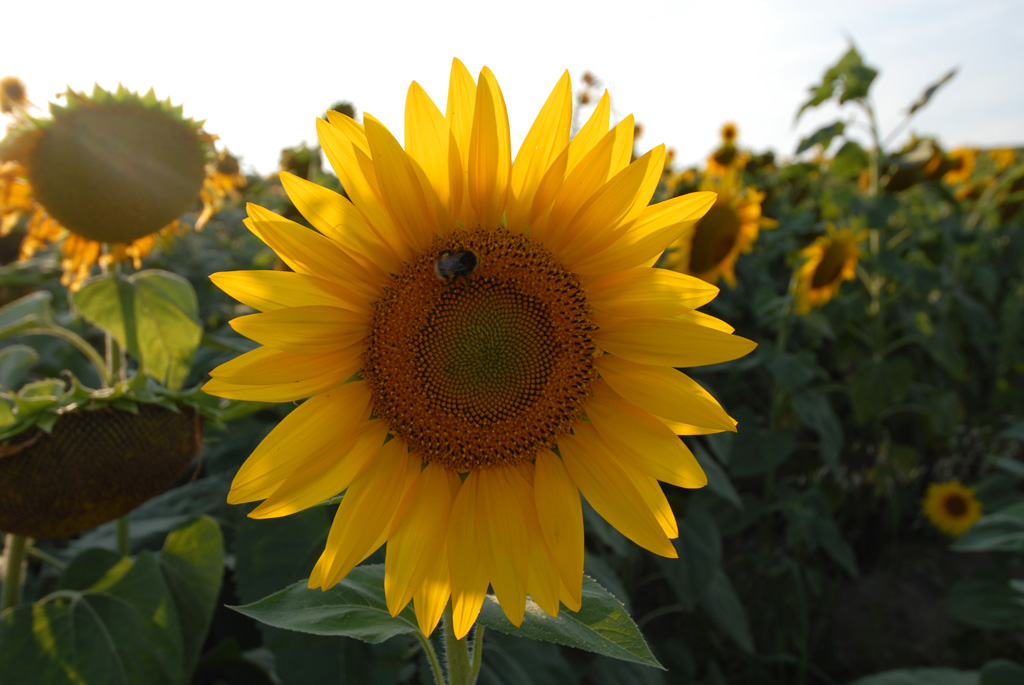 nel girasole.....