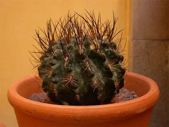 sconosciuta1