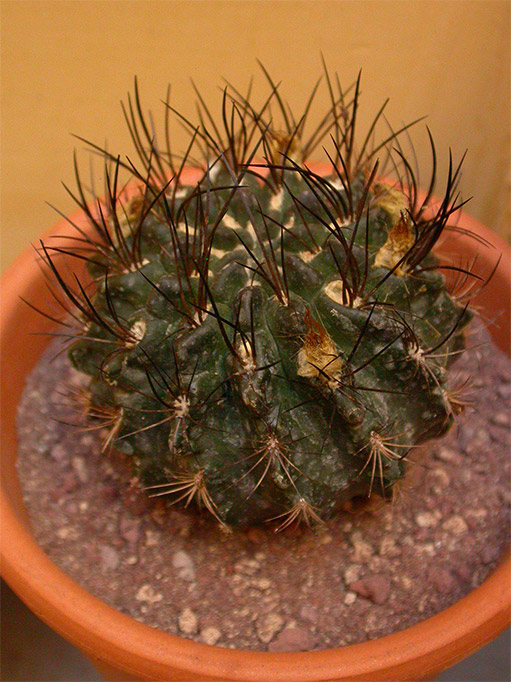 sconosciuta2