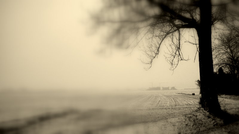 Albero