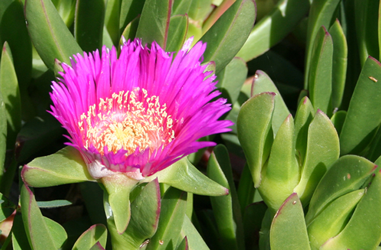macro