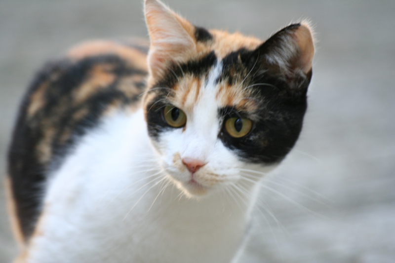 gatto!!!