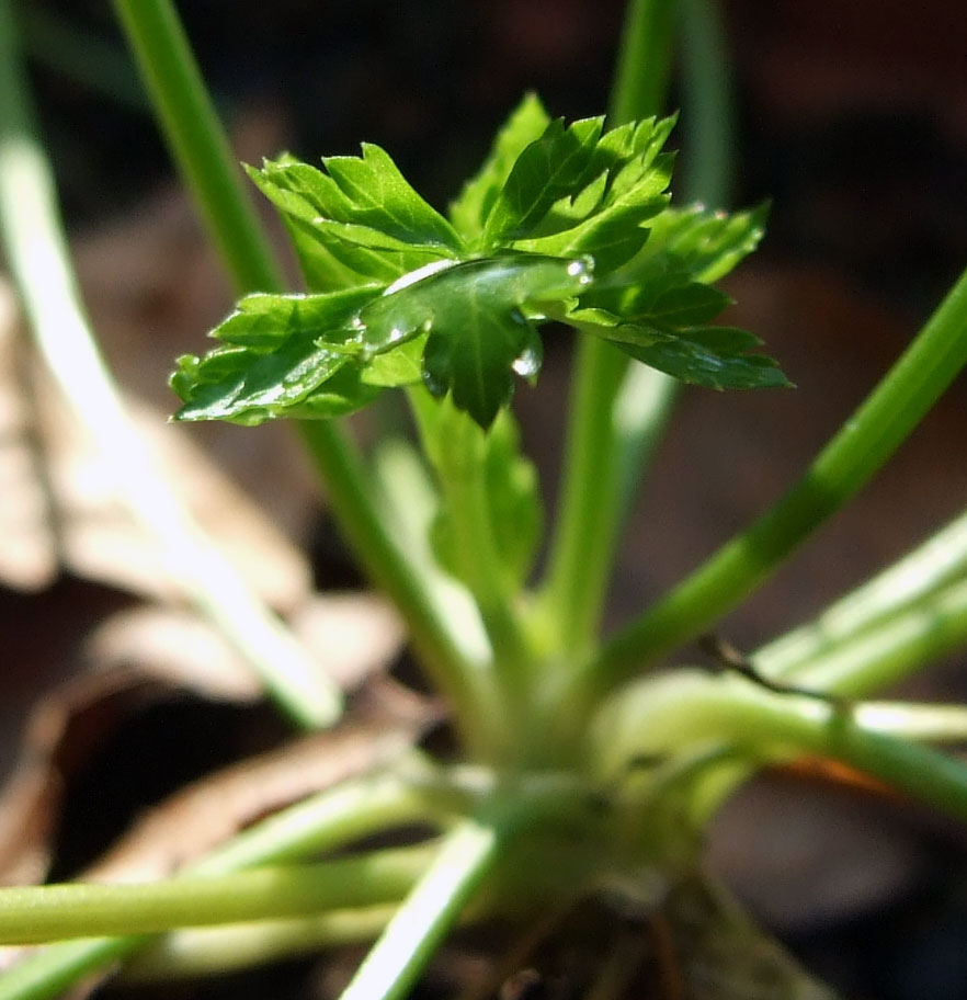 Prove di macro