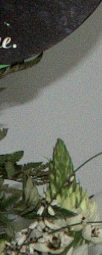 s5000-cropraw.400iso-non corretta-6mp-3.jpg