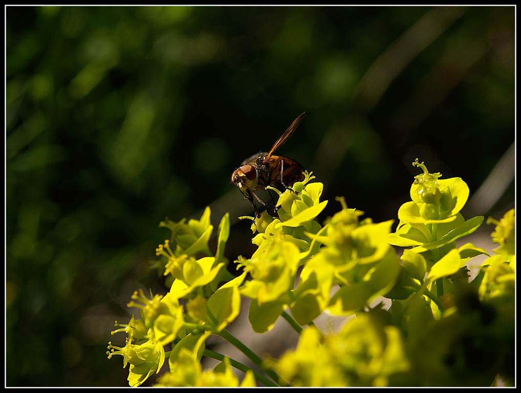 Sognando il Macro