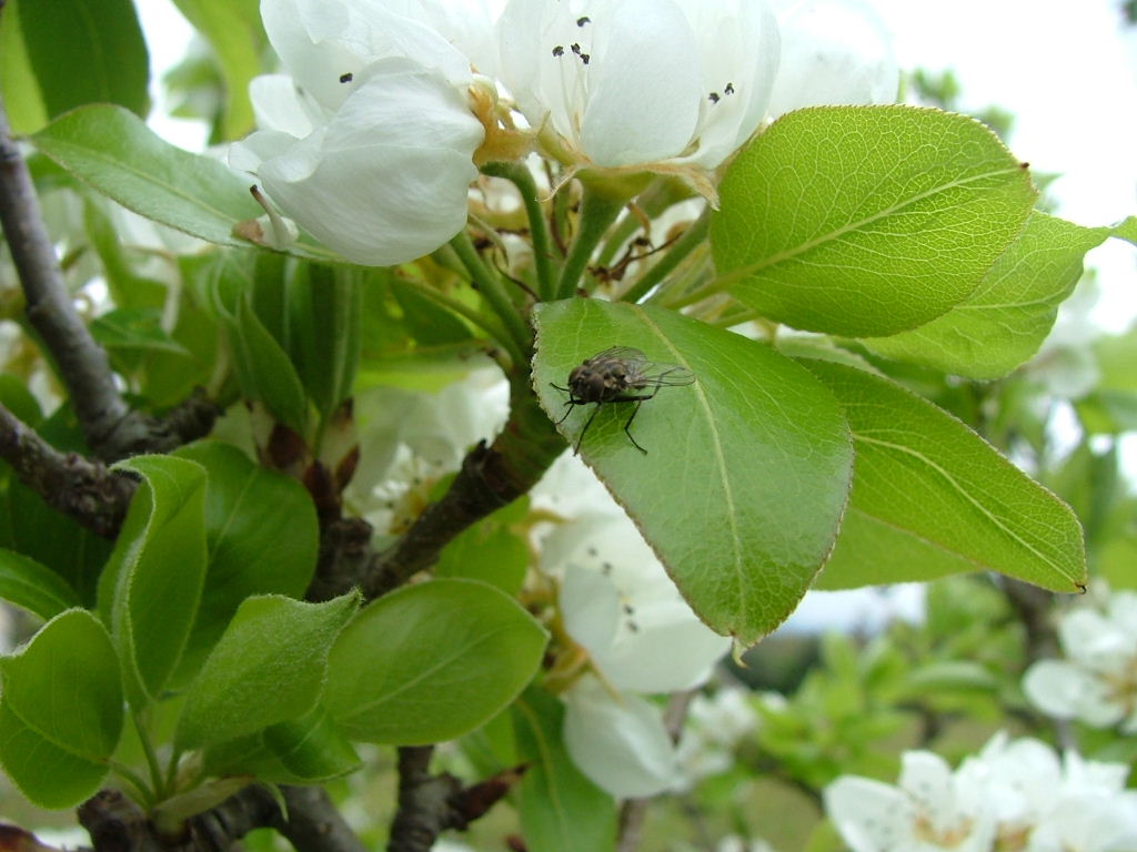 mosca