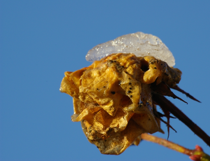 Rosa secca innevata