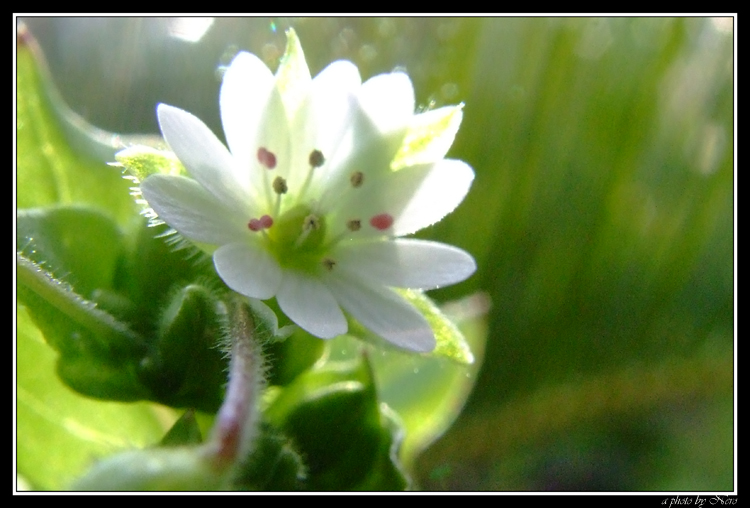 Un semplice fiore d'erba sconosciuta