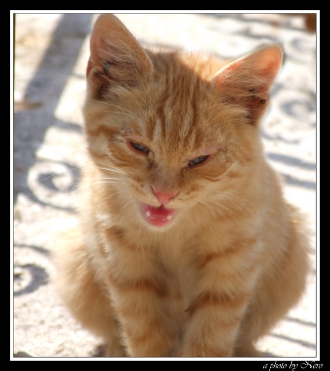 Micio