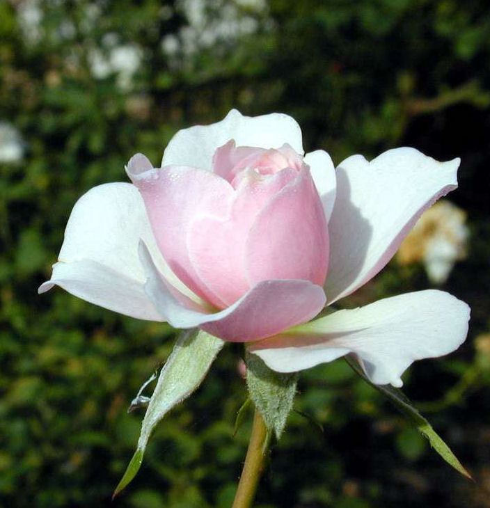 Crop di rosa